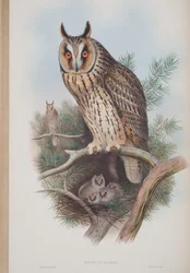 Otus Vulgaris, planche tirée de The Birds of Great Britain par John Gould, publié 1862-73