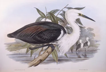 Héron du Pacifique (Ardea pacifica), gravure par John Gould