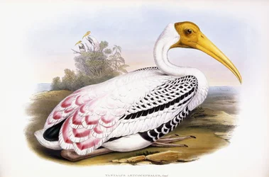 Cigogne peinte