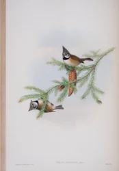 Parus Cristatus, planche tirée de The Birds of Great Britain par John Gould, publié 1862-73