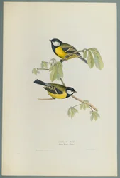 Parus Major : Mésange charbonnière