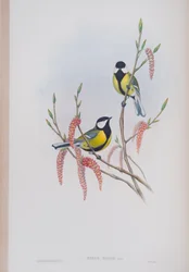 Parus Major, planche tirée de The Birds of Great Britain par John Gould, publié 1862-73