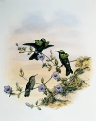 Coquette paon (Lophornis pavoninus), gravure tirée de Monographie des Trochilidés ou Oiseaux-mouches (1849-1861), de John Gould (1804-1881), Royaume-Uni