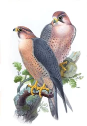 Faucon pèlerin, (Faucon à tête rouge) Falco peregrinus babylonicus Sclater