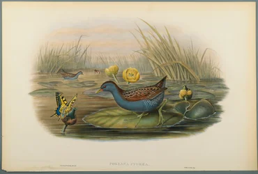 Porzana Pygmaea, Grue de Baillon