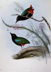 Pitta arc-en-ciel (Pitta iris), gravure de Birds of Australia