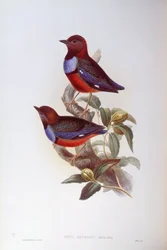 Brève à ventre rouge (Pitta erythrogaster), Gravure de John Gould