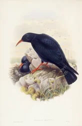 Chocard à bec jaune (Pyrrhocorax pyrrhocorax), gravure par John Gould