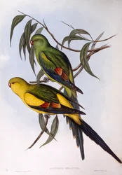 Perruche royale (Polytelis anthopeplus), gravure par John Gould