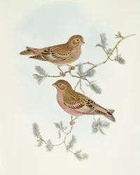 Roselin rose (Erythrospiza incarnata), gravure de John Gould
