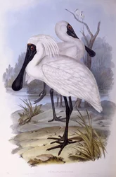 Spatule royale (Platalea regia), gravure de John Gould