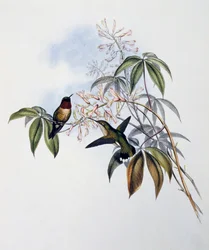 Colibri à gorge rubis (Archilochus colubris), gravure de Monograph of Trochilidae or Humming Birds, par John Gould, Royaume-Uni
