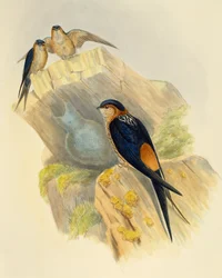 Hirondelle rousseline (Hirundo daurica), gravure de John Gould