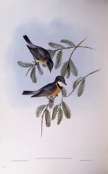 Siffleur roux (Pachycephala rufiventris), gravure par John Gould