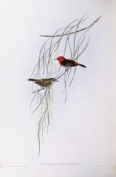 Myzomèle écarlate (Myzomela sanguinolenta), gravure de John Gould