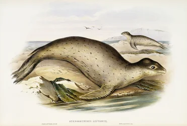 Léopard de mer