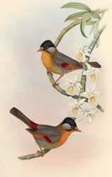Mesia à oreilles argentées (Leiothrix à oreilles argentées) Leiothrix argentauris (Hodgson)