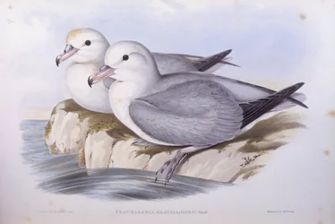 Fulmar austral (Fulmarus glacialoides), gravure de John Gould