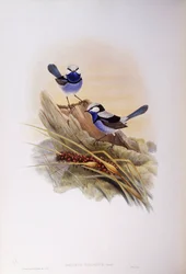 Mérion splendide (Malurus splendens), gravure de John Gould