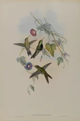 Sporadinus Elegans: Colibri de Saint-Domingue