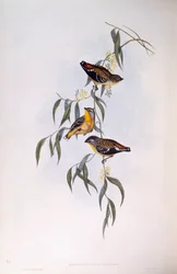 Pardalote pointillé (Pardalotus punctatus), gravure de John Gould