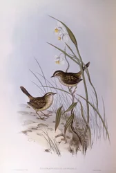Calamanthus strié (Calamanthus fuliginosus), Gravure de John Gould