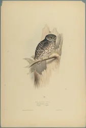 Strix Pafsernia - Noctua