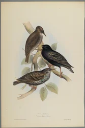 Sturnus Vulgaris - Étourneau sansonnet