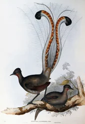 Ménure superbe (Menura superba)