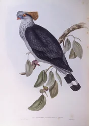 Pigeon à huppe (Lopholaimus antarcticus), gravure par John Gould