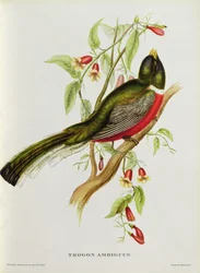 Trogon Ambiguus de 
