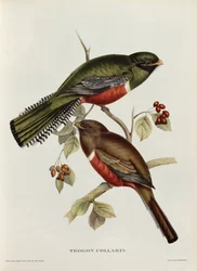 Trogon à collier, extrait de « Oiseaux tropicaux », XIXe siècle