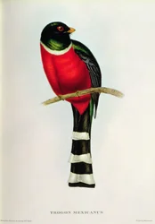 Trogon mexicain