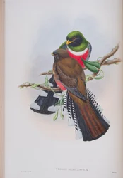 Trogon Mexicanus, planche de The Birds of Great Britain de John Gould, publié 1862-73
