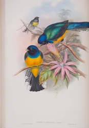 Trogon Ramoniana, planche de The Birds of Great Britain de John Gould, publié 1862-73