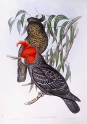 Deux perroquets perchés sur une branche, gravure