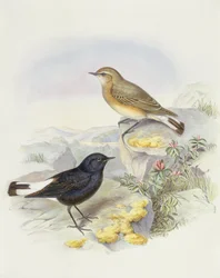 Traquet variable (Oenanthe picata), gravure de John Gould