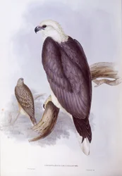 Pygargue blagre (Haliaeetus leucogaster), gravure par John Gould