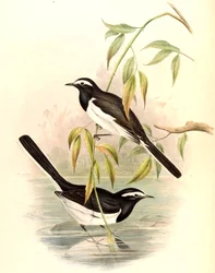 Bergeronnette à sourcils blancs (Grande Bergeronnette pie) Motacilla maderaspatensis Gmelin