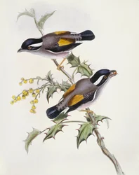 Timalie à sourcils blancs (Pteruthius flaviscapis), gravure par John Gould
