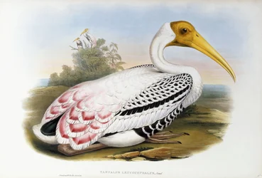 Ibis à tête blanche, c.1850-1873