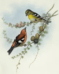 Bec-croisé bifascié (Loxia leucoptera), Gravure de John Gould