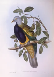 Ptilope magnifique (Ptilinopus magnificus), gravure par John Gould