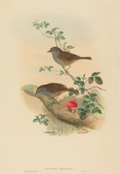 Accenteur mouchet