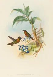 Clytolaema aurescens (Rubis Bagué ou Rubis de Gould)