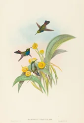 Damophila amabilis (Colibri à poitrine bleue)
