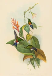 Eriocnemis cupreiventris (Puff-Leg cuivré)
