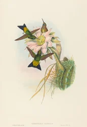 Eriocnemis vestitus (Puff-Leg lumineux)