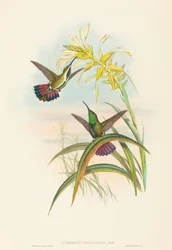 Lampornis veraguensis (Mango de Veragua)