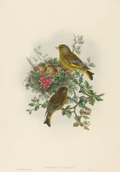 Verdier (Ligurinus chloris)